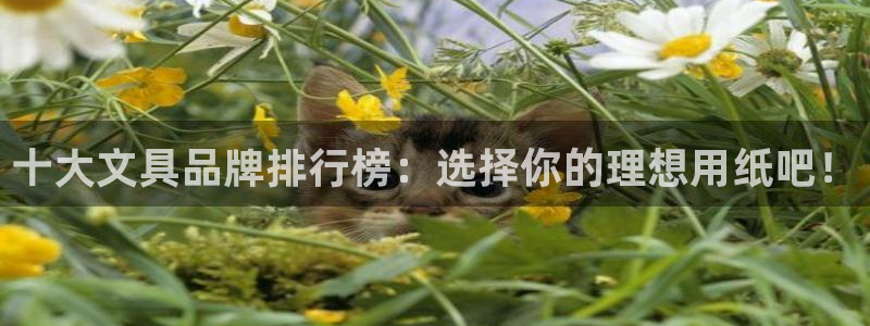龙八国际娱乐群：十大文具品牌排行榜：选择