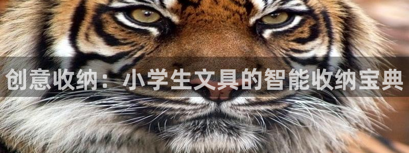 龙八国际免费下载：创意收纳：小学生文具的