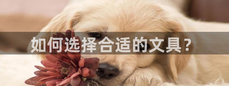 龙八国际登录密码：如何选择合适的文具？